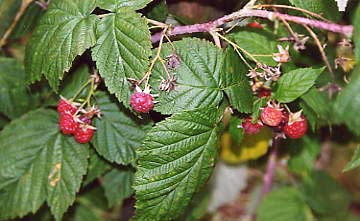 Himbeeren