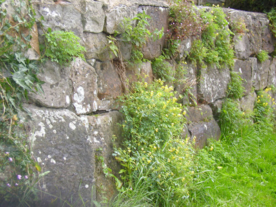 Mauer mit Lerchensporn