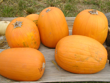 Jack o'lantern