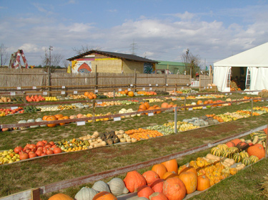 Dormagen K�rbisausstellung