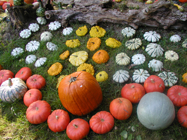 Krieger's K�rbisse