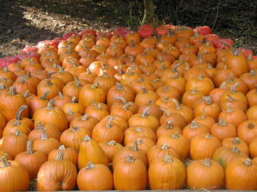 Halloween - K�rbisse