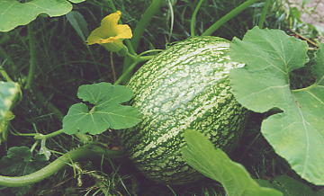 Kürbisarten-grünmarmorierter Feigenblattkürbis