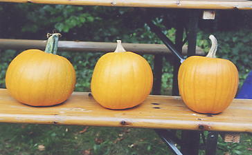 Kürbisarten-Halloweenkürbisse