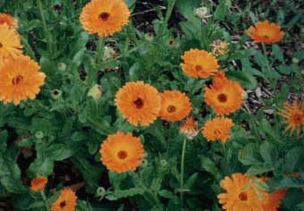 Ringelblumen (Calendula)