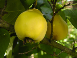 Apfelquitten